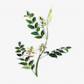 中药植物百科安卓直装版