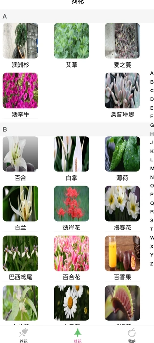 土豆植物最新版