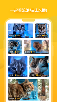 街猫手机版图1