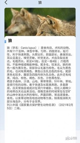 动物物语官方正版