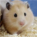 老鼠仓电视版