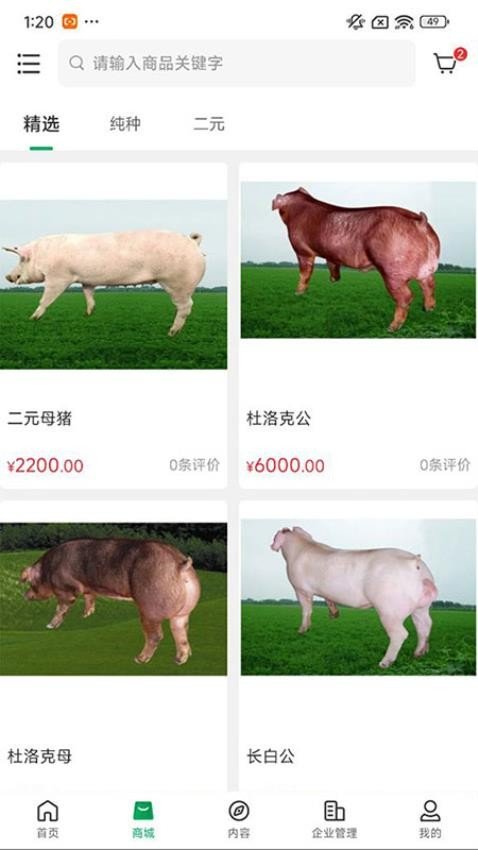 中育种猪直装版图1