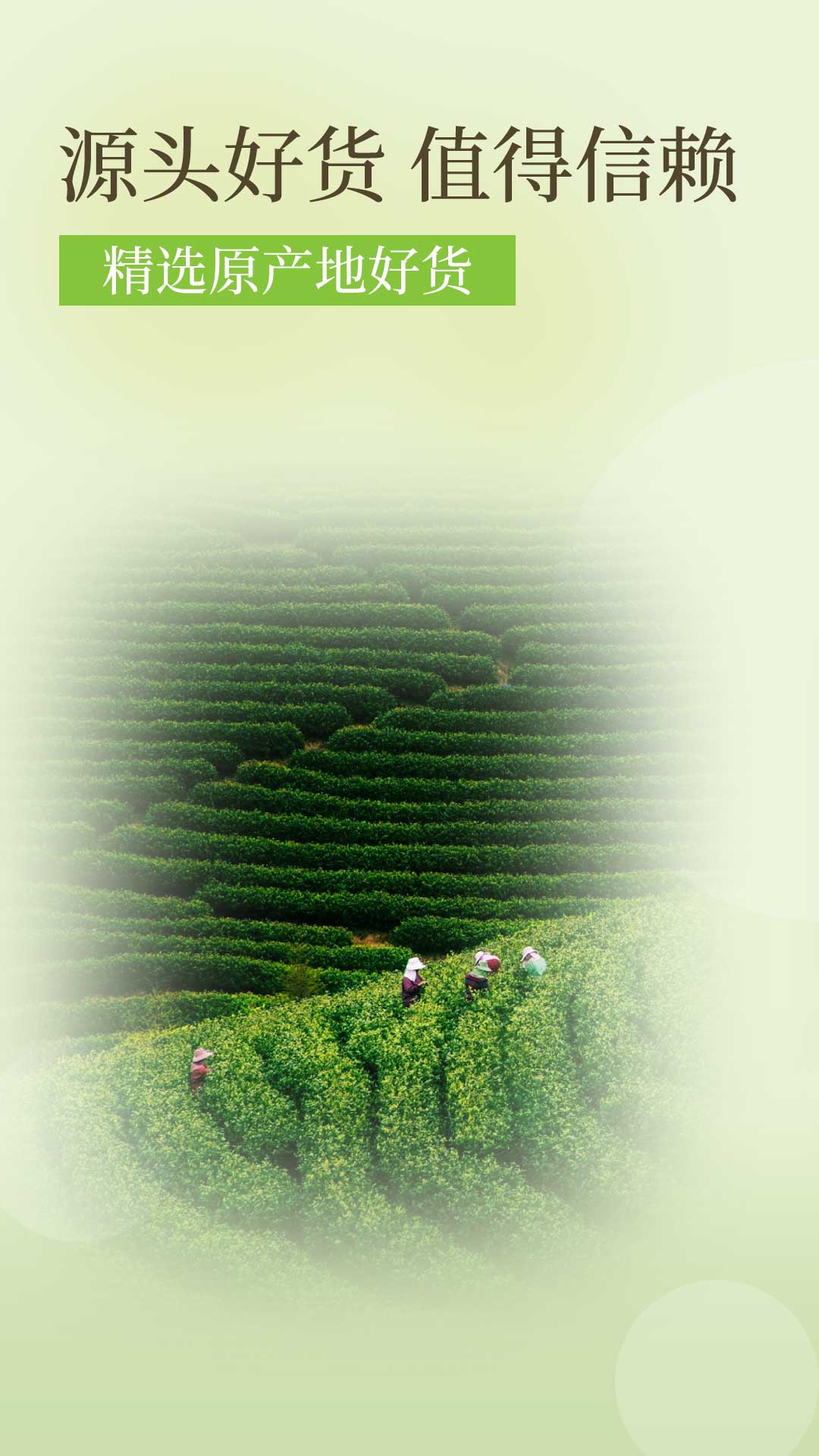降三高莓茶安卓直装版