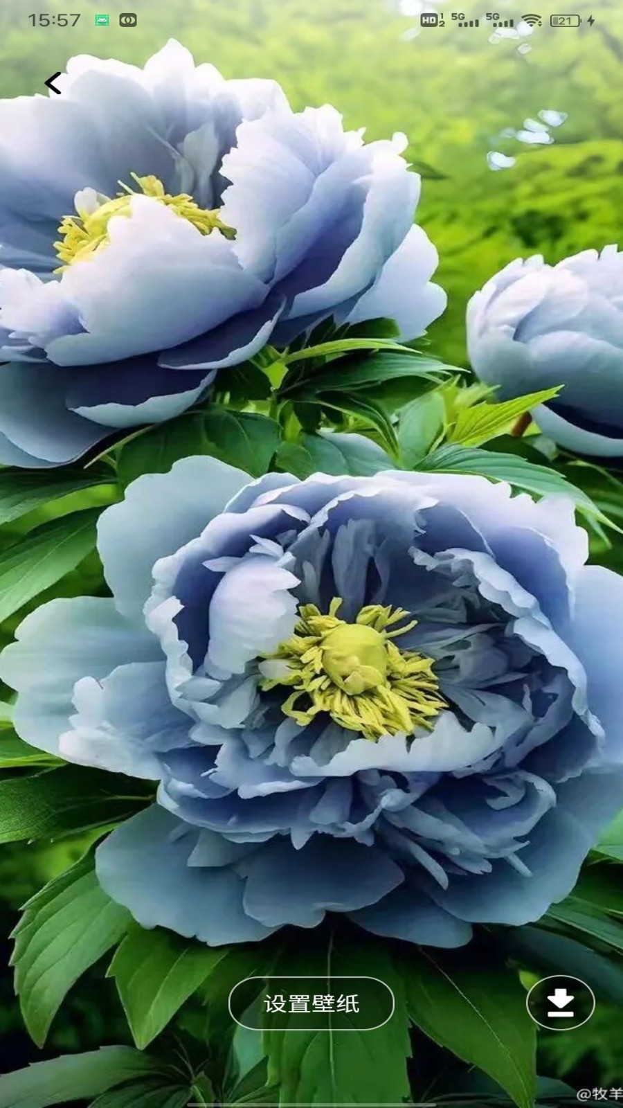 云盛花开手机最新版图2