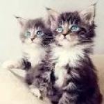 小猫壁纸手机正版