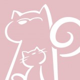 阿宝说正版