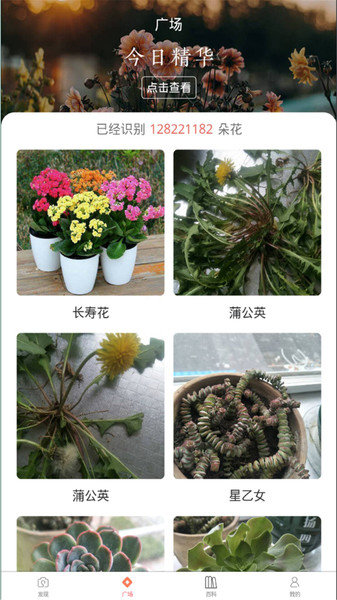 花朵识别最新免费版图3