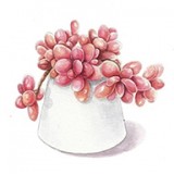 多肉花草日记无广告版
