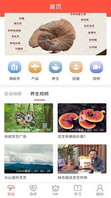 珍化灵芝图2