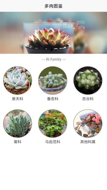 多肉大战直装版