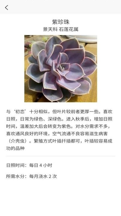 多肉大战直装版