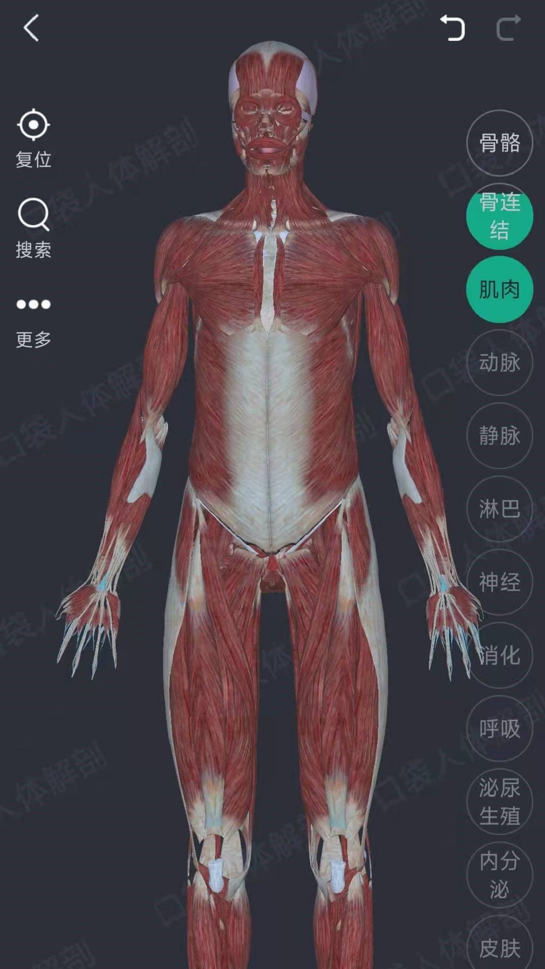 万康人体解剖原版图1
