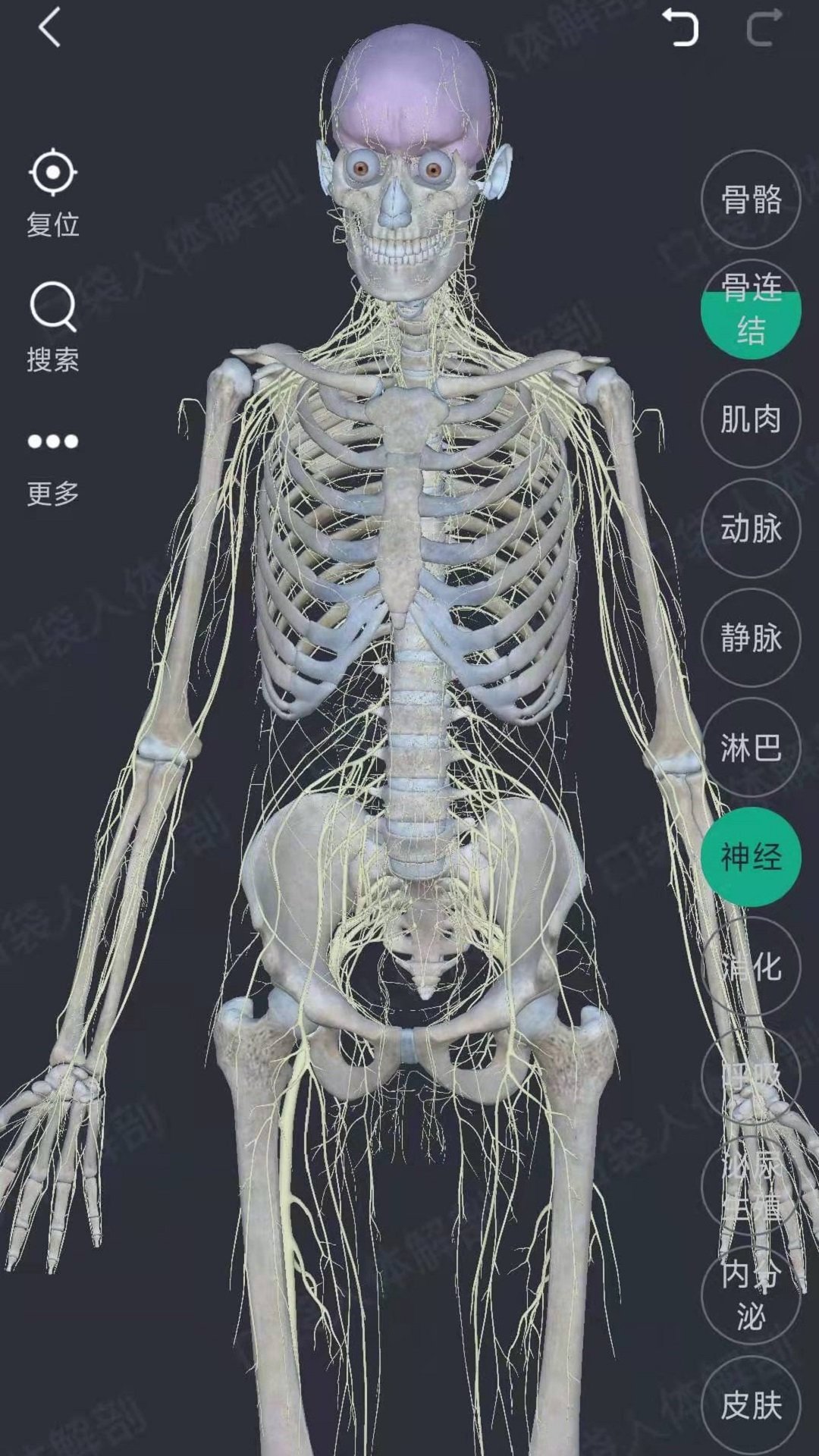 万康人体解剖原版图3