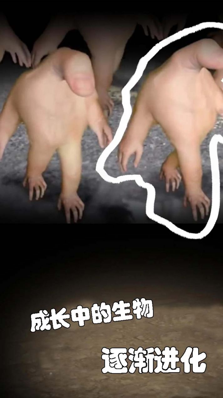 小小手指进化之路官方最新版图3