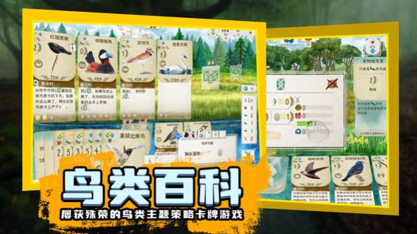 鸟类观察家(2)
