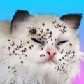 CatMakeover安卓官方版 v0.2