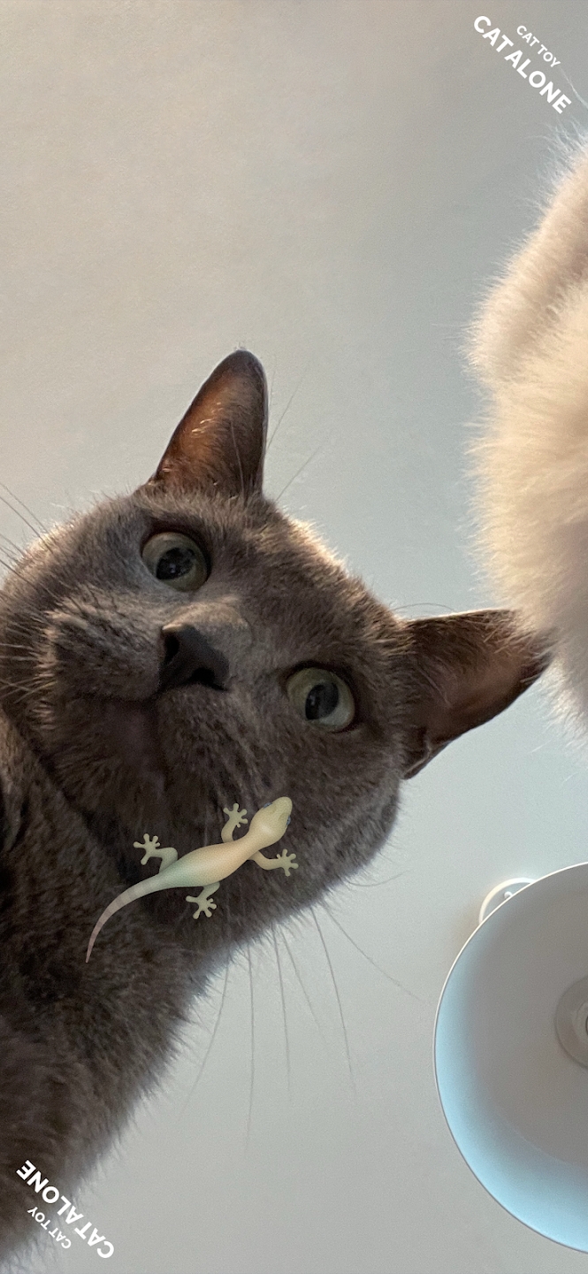 猫猫玩具