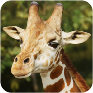 长颈鹿模拟(The Giraffe)