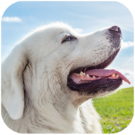 塔特拉犬模拟器(Tatra Sheepdog Simulator)官方版