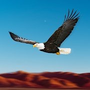 老鹰比赛模拟器(Birds Race Simulator: Eagle Race)