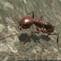 3d蚂蚁模拟器(Ant Simulation 3D)游戏安装包