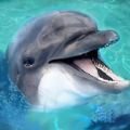 海洋动物模拟器(UltOceanSim)安卓免费版