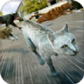 家有暴躁猫直装版