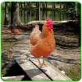 甜鸡模拟器(Hen Family Simulator)游戏最新版