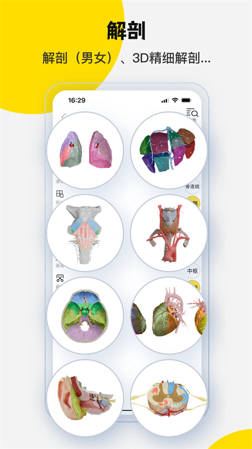 3Dbody正版(2)