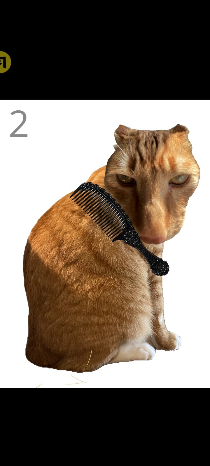 给猫梳毛手游无广告版图1