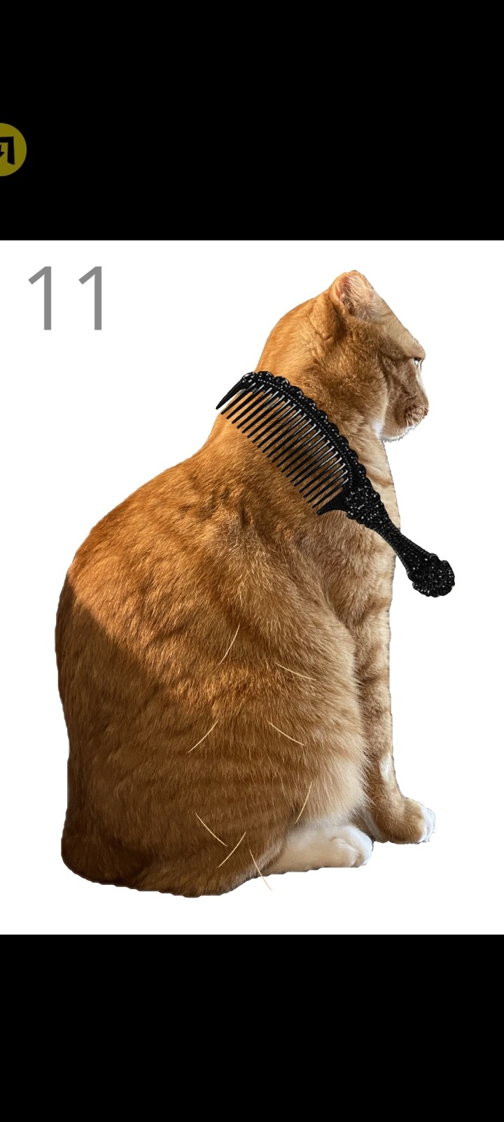 给猫梳毛手游无广告版图4