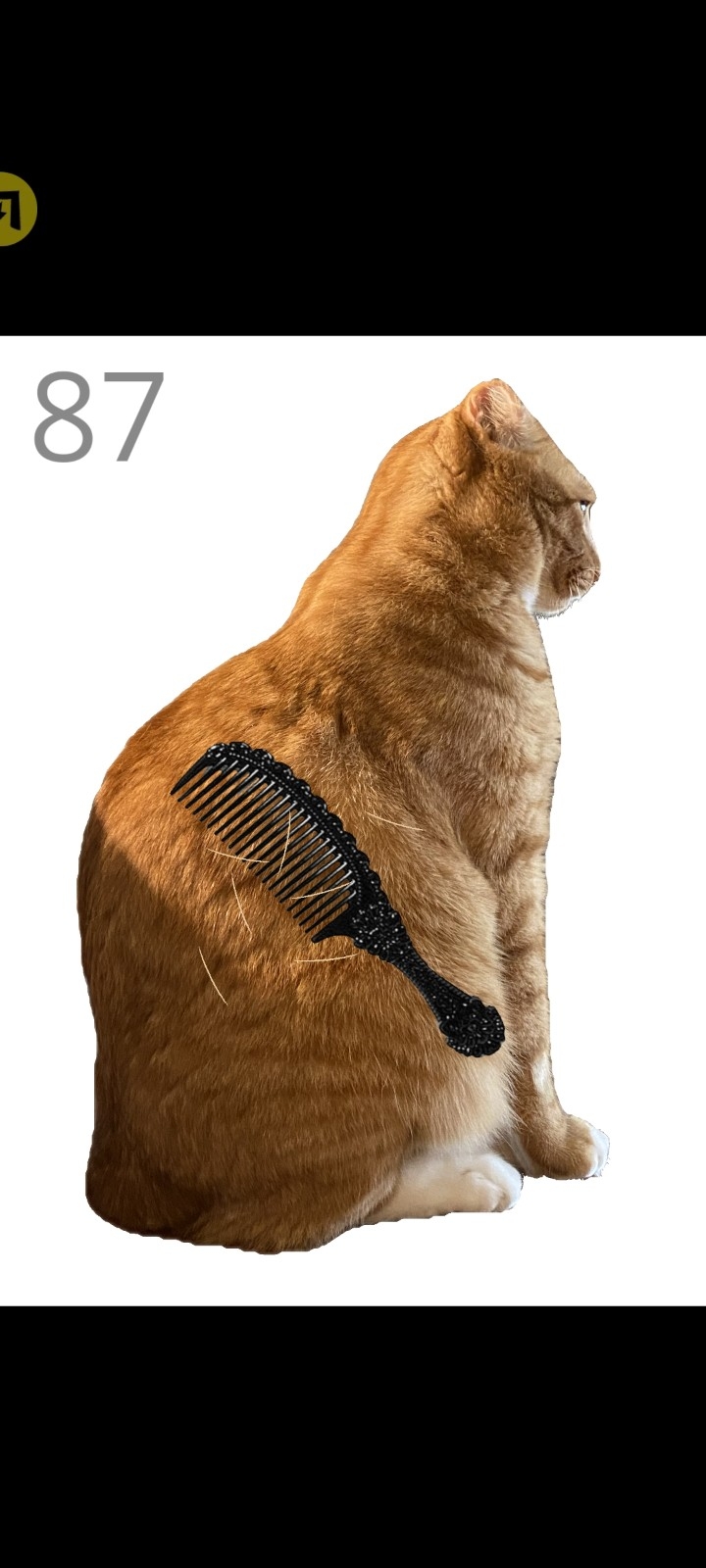 给猫梳毛手游无广告版图5