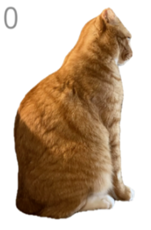 给猫梳毛(1)