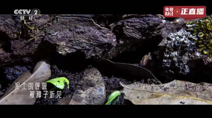 榴芒电视tv版截图3