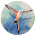 wingspan展翅翱翔