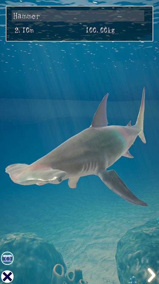 鲨鱼海洋（Shark）图3