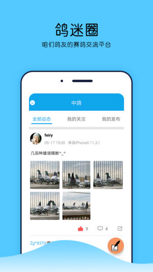 中鸽网图5