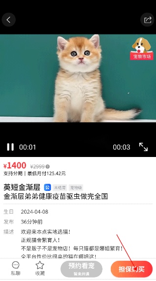 宠物市场图8