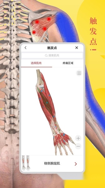 3Dbody解剖学软件图2