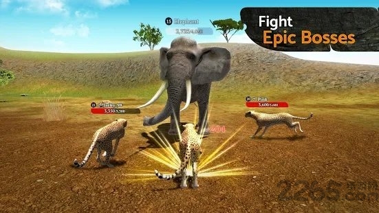 thecheetah
