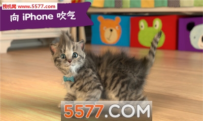 Little-Kitten(LittleKitten)手游直装版图2