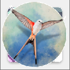 Wingspan游戏