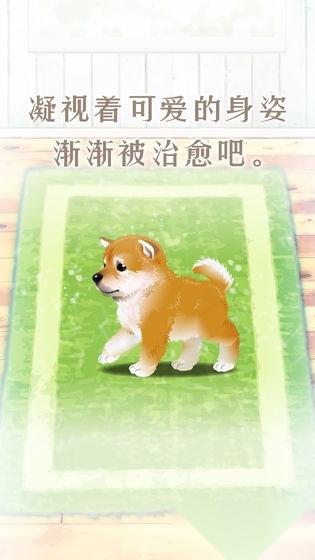 养育柴犬的治愈游戏中文版图3