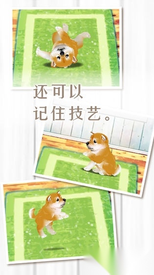 养育柴犬的治愈游戏中文版图2