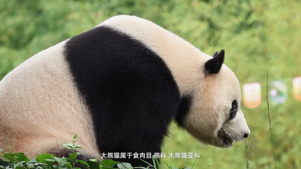 探趣动物园游戏