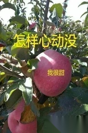 浑天