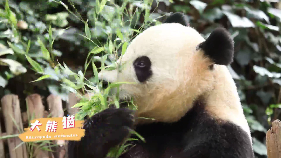探趣动物园游戏