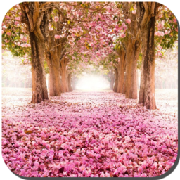 樱花树下3d动态壁纸直装版 V1.0.0